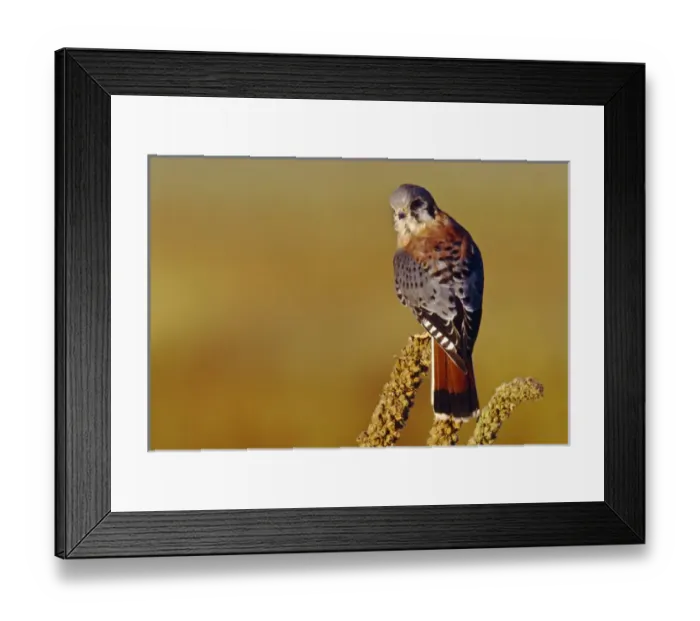 Framed Print : USA, Colorado, male American Kestrel (Falco sparverius) Framed Print : USA, Colorado, male American Kestrel (Falco sparverius)