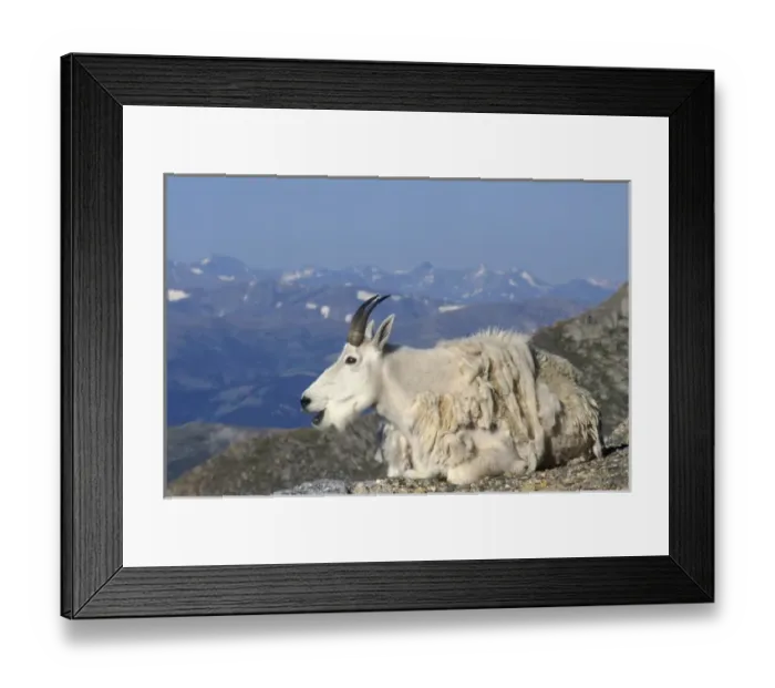 Framed Print : USA, Colorado, Mt. Evans, Mountain Goat (Oreamnus americanus) chewing its cud along Framed Print : USA, Colorado, Mt. Evans, Mountain Goat (Oreamnus americanus) chewing its cud along