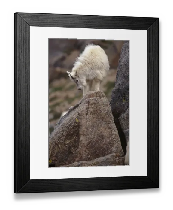 Framed Print : USA, Colorado, Mt. Evans, young Mountain Goat (Oreamnus americanus) Framed Print : USA, Colorado, Mt. Evans, young Mountain Goat (Oreamnus americanus)
