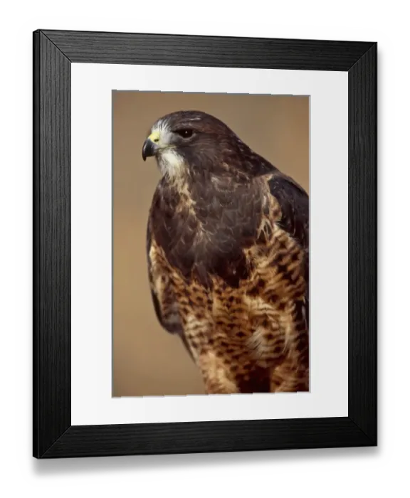 Framed Print : USA, Colorado, Swainsons Hawk, (Buteo swainsoni) CAPT Framed Print : USA, Colorado, Swainsons Hawk, (Buteo swainsoni) CAPT