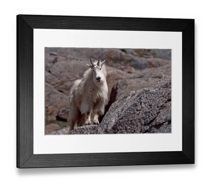 Framed Print : USA, Colorado, Mt. Evans, Mountain Goat (Oreamnus americanus) Framed Print : USA, Colorado, Mt. Evans, Mountain Goat (Oreamnus americanus)