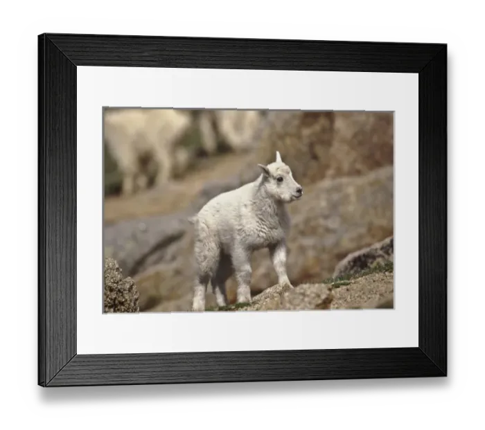Framed Print : USA, Colorado, Mt. Evans, Mountain Goat (Oreamnus americanus) kid