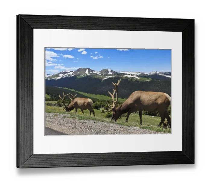 Framed Print : USA, Colorado, Rocky Mountain National Park, bull elk (Cervus elaphus canadensis) Framed Print : USA, Colorado, Rocky Mountain National Park, bull elk (Cervus elaphus canadensis)