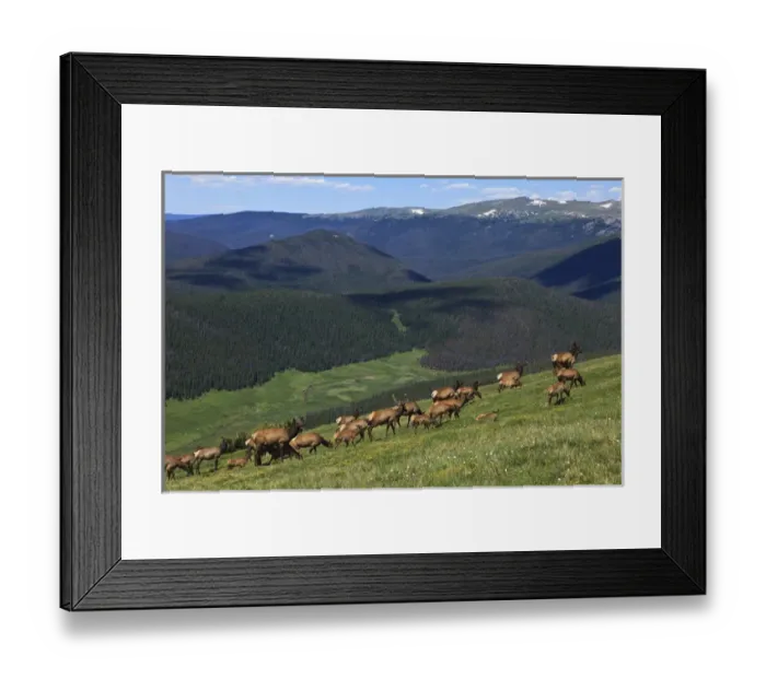 Framed Print : USA, Colorado, Rocky Mountain National Park, a herd of Elk (Cervus elaphus canadensis)