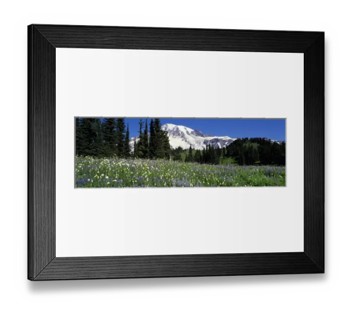 Framed Print : USA, Washington State, Mt Rainier NP. Summer wildflowers accent Mt Rainier in Framed Print : USA, Washington State, Mt Rainier NP. Summer wildflowers accent Mt Rainier in