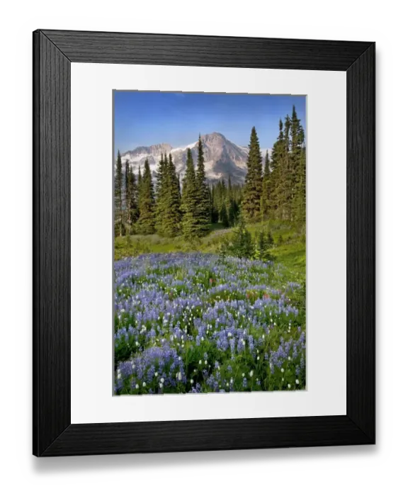 Framed Print : A field of wildflowers in from of Mount Rainier, Mount Rainier National Park, Washington Framed Print : A field of wildflowers in from of Mount Rainier, Mount Rainier National Park, Washington