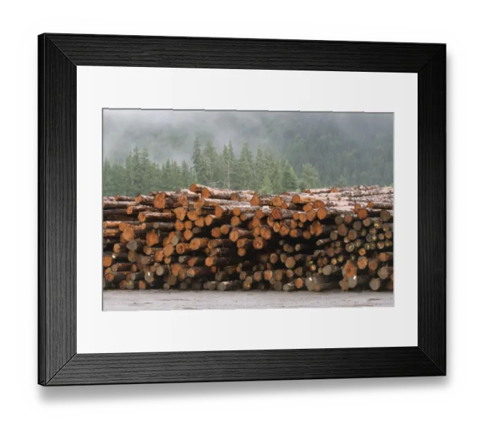 Framed Print : Logging on the Olympic Penninsula, Olympic National Park, Washington, USA Framed Print : Logging on the Olympic Penninsula, Olympic National Park, Washington, USA