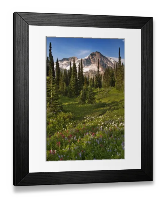 Framed Print : A field of wildflowers in from of Mount Rainier, Mount Rainier National Park, Washington Framed Print : A field of wildflowers in from of Mount Rainier, Mount Rainier National Park, Washington