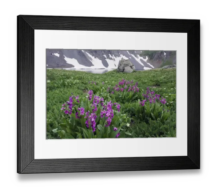 Framed Print : Clear Lake with wildflowers in alpine meadow, Parrys Primrose, Primula parryi Framed Print : Clear Lake with wildflowers in alpine meadow, Parrys Primrose, Primula parryi