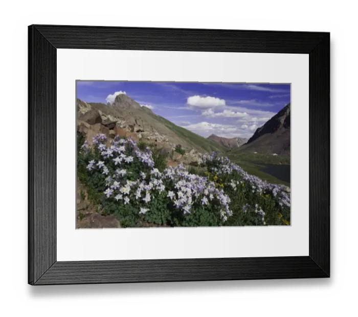 Framed Print : Clear Lake and wildflowers in alpine meadow, Blue Columbine, Colorado Columbine, Aquilegia coerulea Framed Print : Clear Lake and wildflowers in alpine meadow, Blue Columbine, Colorado Columbine, Aquilegia coerulea