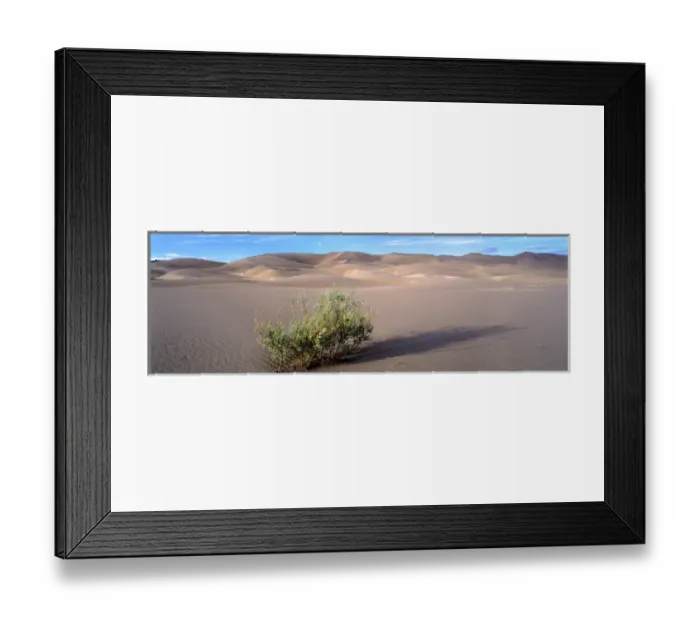 Framed Print : USA, Colorado, Great Sand Dunes NM. A desert willow struggles to exist at the Great Sand Dunes NM