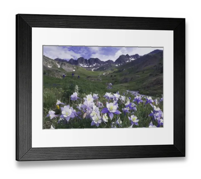 Framed Print : Mountains and wildflowers in alpine meadow, Blue Columbine, Colorado Columbine, Aquilegia coerulea Framed Print : Mountains and wildflowers in alpine meadow, Blue Columbine, Colorado Columbine, Aquilegia coerulea