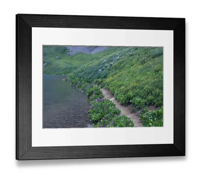 Framed Print : Clear Lake Trail and wildflowers in alpine meadow, Ouray, San Juan Mountains, Rocky Mountains Framed Print : Clear Lake Trail and wildflowers in alpine meadow, Ouray, San Juan Mountains, Rocky Mountains