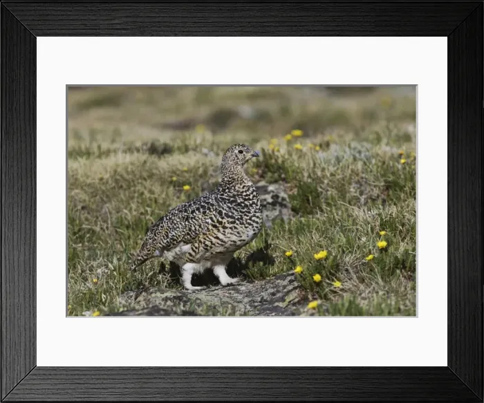 Framed Print : White-tailed Ptarmigan, Lagopus leucurus, adult female in summer plumage on alpine tundra Framed Print : White-tailed Ptarmigan, Lagopus leucurus, adult female in summer plumage on alpine tundra