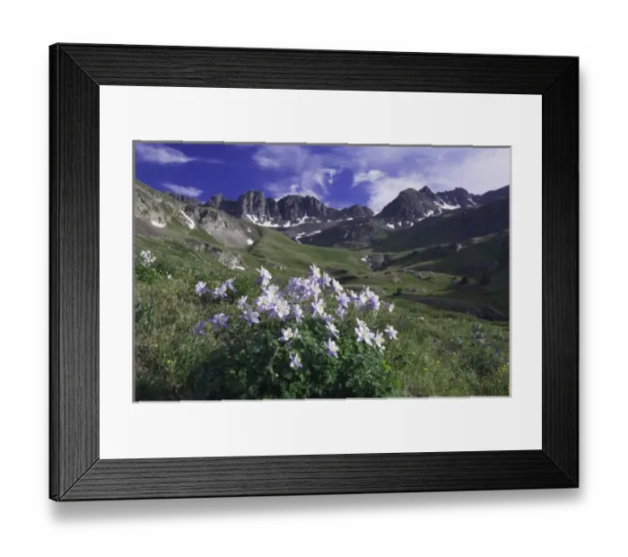 Framed Print : Mountains and wildflowers in alpine meadow, Blue Columbine, Colorado Columbine, Aquilegia coerulea Framed Print : Mountains and wildflowers in alpine meadow, Blue Columbine, Colorado Columbine, Aquilegia coerulea