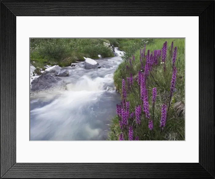 Framed Print : Mountain stream and wildflowers, Elephanthead lousewort, Elephants Head, Pedicularis groenlandica