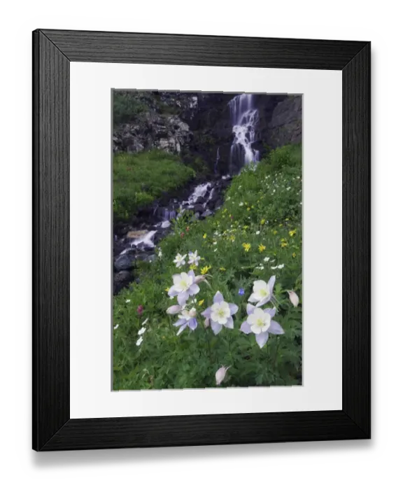 Framed Print : Waterfall and wildflowers in alpine meadow, Blue Columbine, Colorado Columbine, Aquilegia coerulea Framed Print : Waterfall and wildflowers in alpine meadow, Blue Columbine, Colorado Columbine, Aquilegia coerulea