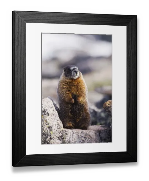 Framed Print : Yellow-bellied Marmot, Marmota flaviventris, adult standing on rock boulder, Rocky Mountain