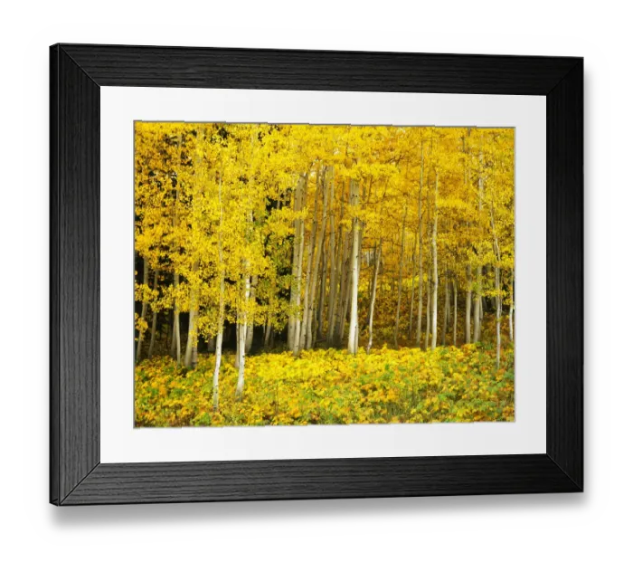 Framed Print : USA, Colorado, Routt NF, Quaking Aspen Grove (Populus tremuloides) Framed Print : USA, Colorado, Routt NF, Quaking Aspen Grove (Populus tremuloides)
