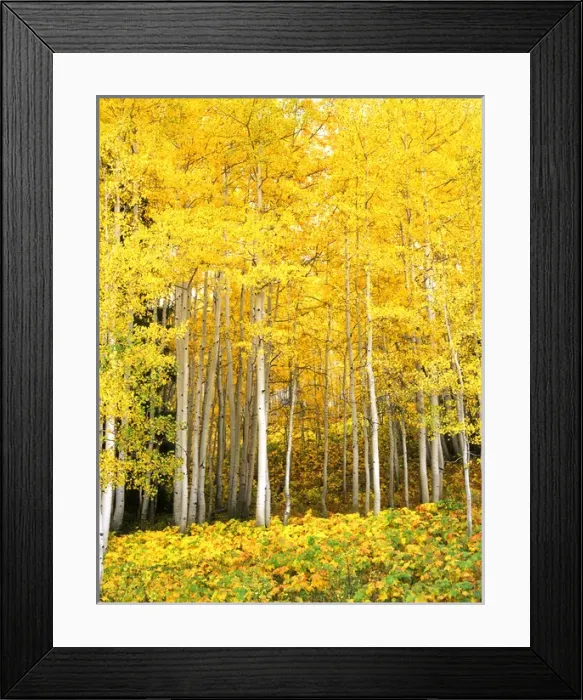 Framed Print : USA, CO, Routt NF, Aspen Grove Framed Print : USA, CO, Routt NF, Aspen Grove