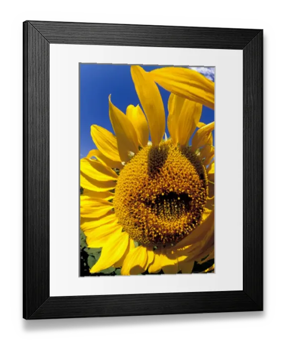 Framed Print : Na, USA, Colorado, Sunflowers Framed Print : Na, USA, Colorado, Sunflowers