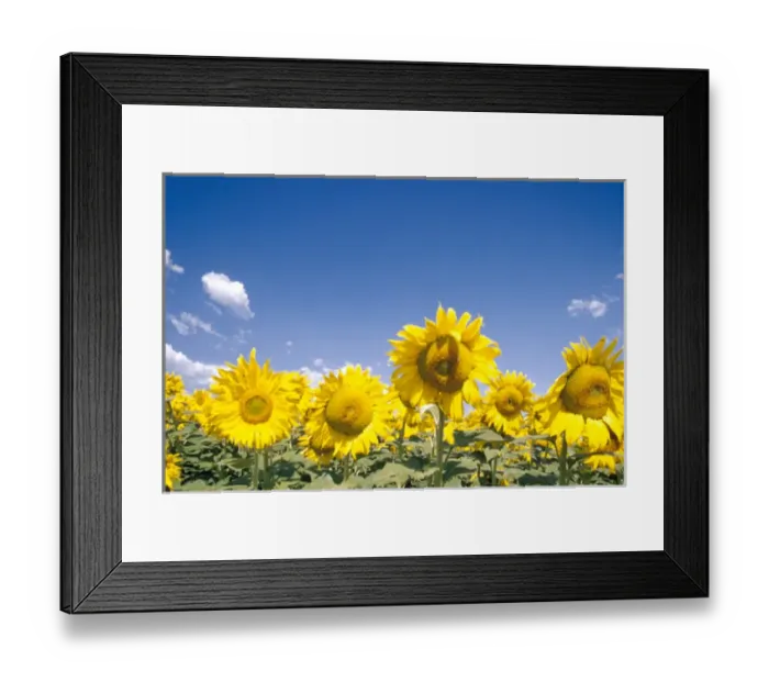 Framed Print : Na, USA, Colorado, Sunflowers Framed Print : Na, USA, Colorado, Sunflowers