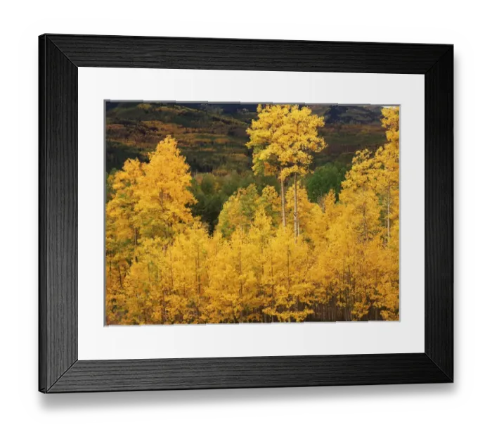 Framed Print : USA, Colorado, Telluride, View of autumn Aspen grove on mountain Framed Print : USA, Colorado, Telluride, View of autumn Aspen grove on mountain