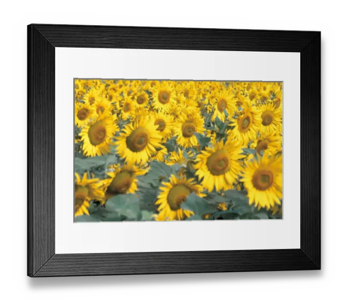 Framed Print : Na, USA, Colorado, Sunflowers Framed Print : Na, USA, Colorado, Sunflowers