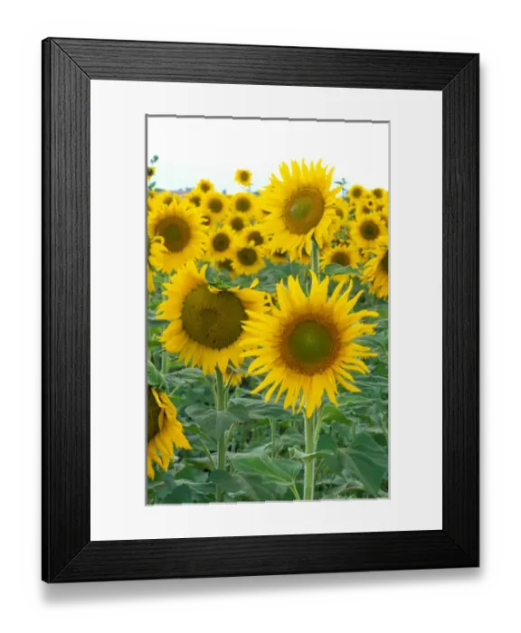 Framed Print : Na, USA, Colorado, Sunflowers Framed Print : Na, USA, Colorado, Sunflowers