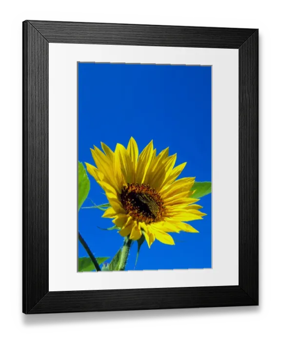 Framed Print : NA, USA, Washington State, Seattle, Sunflower in Blue Sky Framed Print : NA, USA, Washington State, Seattle, Sunflower in Blue Sky