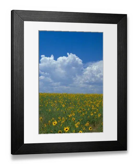 Framed Print : Na, USA, Colorado, Sunflowers, Wild Sunflowers