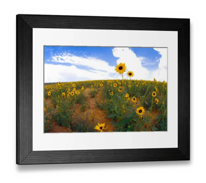 Framed Print : Na, USA, Colorado, Sunflowers, Wild Sunflowers Framed Print : Na, USA, Colorado, Sunflowers, Wild Sunflowers