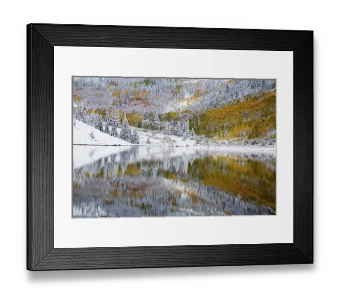 Framed Print : North America, USA, Colorado, Maroon Bells, Snow Covered Aspens and Firs With Reflections Framed Print : North America, USA, Colorado, Maroon Bells, Snow Covered Aspens and Firs With Reflections
