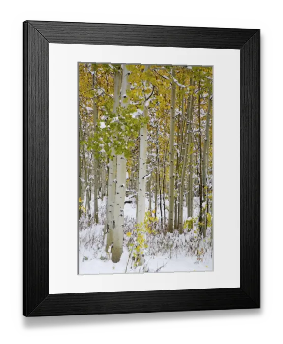 Framed Print : North America, USA, Colorado, Maroon Bells, Snow covered Aspens with Autumn Color
