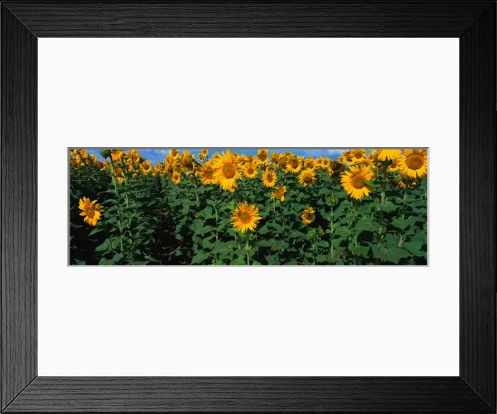 Framed Print : NA, USA, CO, Sunflower Field in Bloom