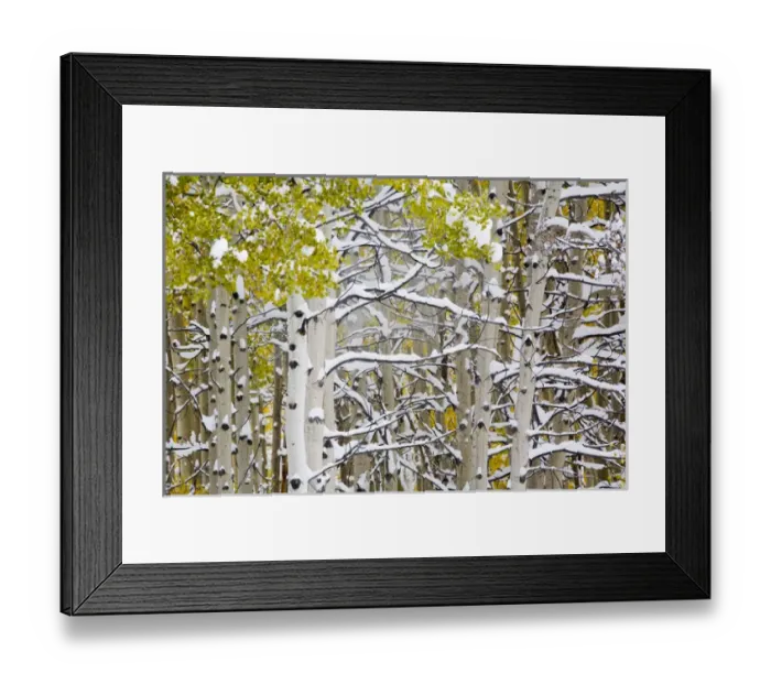 Framed Print : North America, USA, Colorado, Maroon Bells, Snow covered Aspens with Autumn Color Framed Print : North America, USA, Colorado, Maroon Bells, Snow covered Aspens with Autumn Color
