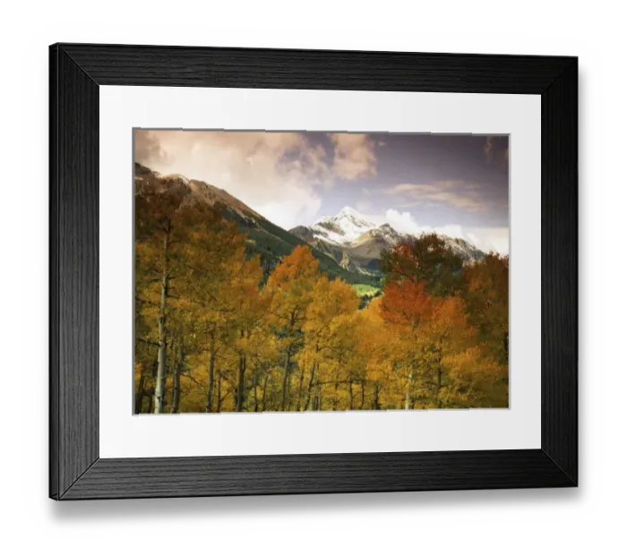Framed Print : USA, Colorado, San Juan National Forest, Aspen tree (populus tremuloides) with snowcapped Framed Print : USA, Colorado, San Juan National Forest, Aspen tree (populus tremuloides) with snowcapped