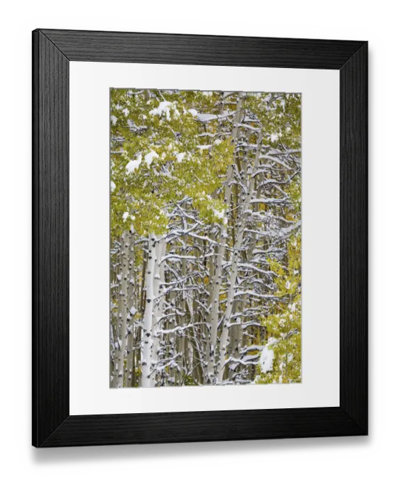 Framed Print : North America, USA, Colorado, Maroon Bells, Snow covered Aspens with Autumn Color