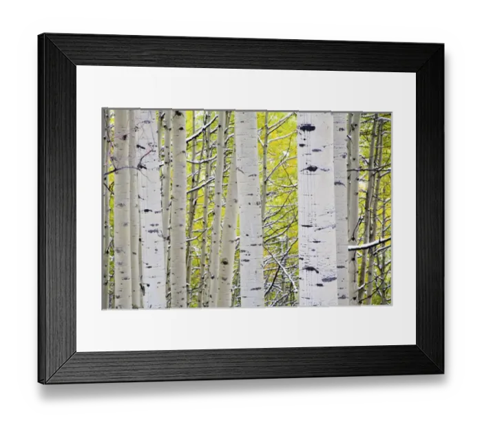 Framed Print : North America, USA, Colorado, Kebler Pass, Snow covered Aspens with Autumn Color Framed Print : North America, USA, Colorado, Kebler Pass, Snow covered Aspens with Autumn Color