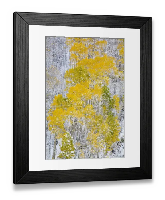 Framed Print : North America, USA, Colorado, Maroon Bells, Snow covered Aspens with Autumn Color Framed Print : North America, USA, Colorado, Maroon Bells, Snow covered Aspens with Autumn Color
