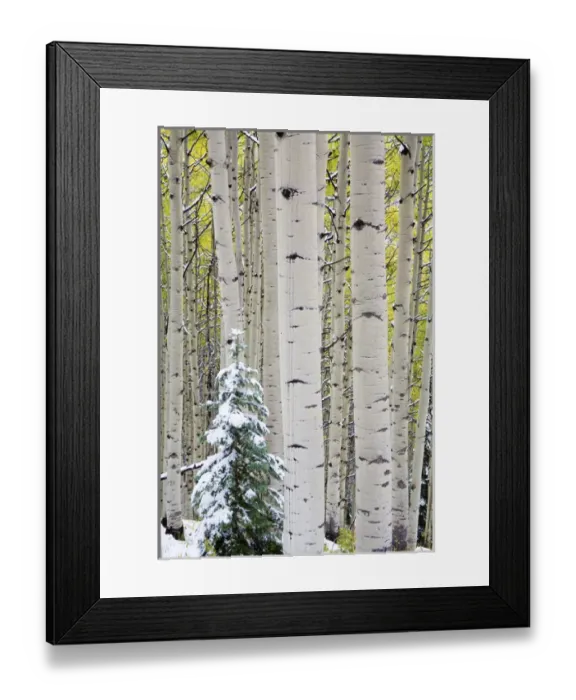 Framed Print : North America, USA, Colorado, Kebler Pass, Snow covered Aspens with Autumn Color