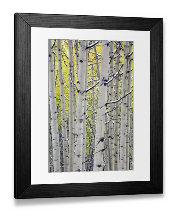Framed Print : North America, USA, Colorado, Kebler Pass, Snow covered Aspens with Autumn Color Framed Print : North America, USA, Colorado, Kebler Pass, Snow covered Aspens with Autumn Color