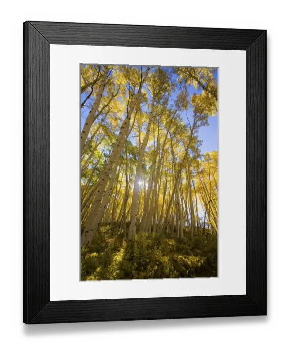 Framed Print : North America, USA, Colorado, Autumn Aspens Along the Last Dollar Road Framed Print : North America, USA, Colorado, Autumn Aspens Along the Last Dollar Road