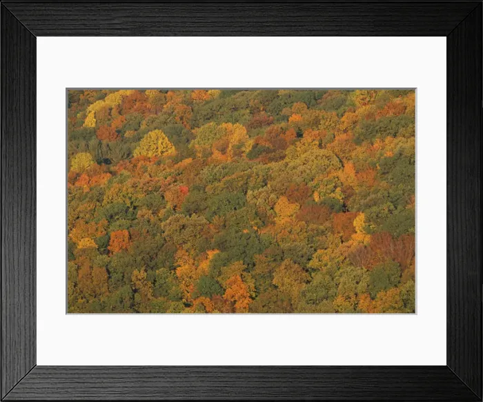Framed Print : View from the Henderson property. The fall colors of the oak-hickory forest in Connecticut s Framed Print : View from the Henderson property. The fall colors of the oak-hickory forest in Connecticut s