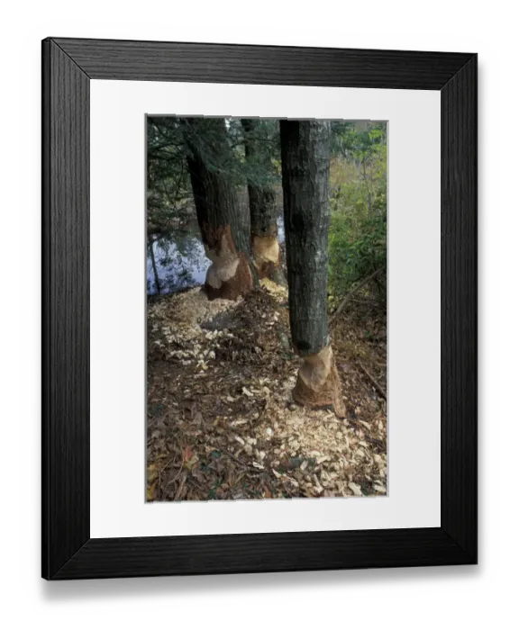 Framed Print : The recent work of beaver on a recently purchased TPL property. Goshen, CT Framed Print : The recent work of beaver on a recently purchased TPL property. Goshen, CT