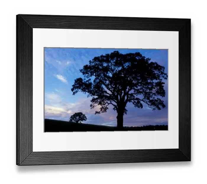 Framed Print : Sharon, CT Oak trees in a field at sunset in the Litchfield Hills of western Connecticut Framed Print : Sharon, CT Oak trees in a field at sunset in the Litchfield Hills of western Connecticut