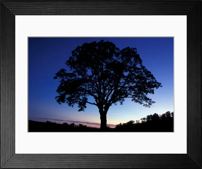 Framed Print : Sharon, CT Oak trees in a field at sunset in the Litchfield Hills of western Connecticut Framed Print : Sharon, CT Oak trees in a field at sunset in the Litchfield Hills of western Connecticut