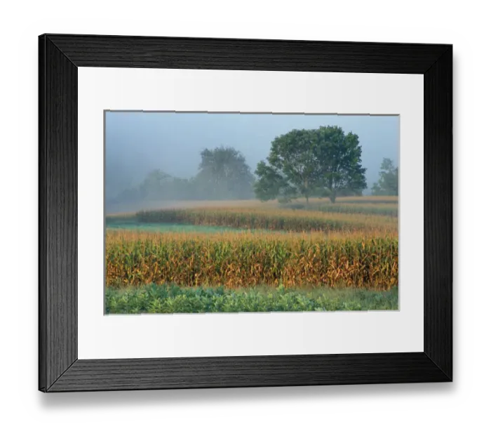 Framed Print : Sharon, CT Milkweed, corn, and maple trees in a field in the Litchfield Hills of Framed Print : Sharon, CT Milkweed, corn, and maple trees in a field in the Litchfield Hills of