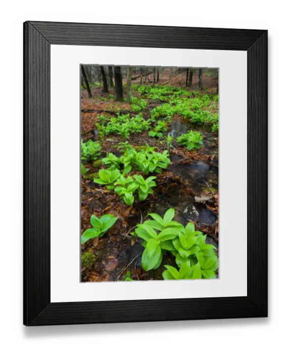 Framed Print : False Hellebore, Veratrum viride, next to a small stream in Devils Hopyard State Framed Print : False Hellebore, Veratrum viride, next to a small stream in Devils Hopyard State