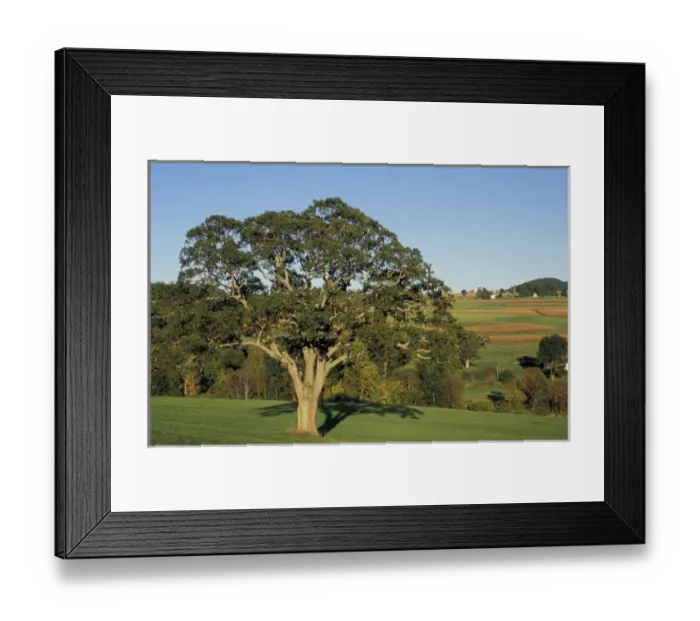 Framed Print : Kent, CT An Oak tree in a field in the Litchfield Hills of western Connecticut